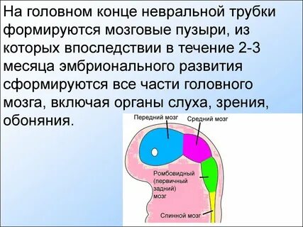 Головной конец
