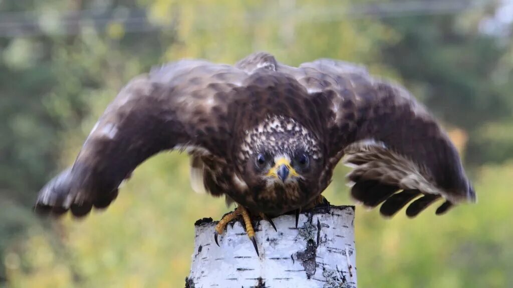 Eurasian Honey-Buzzard (Pernis apivorus). Birds of Siberia.