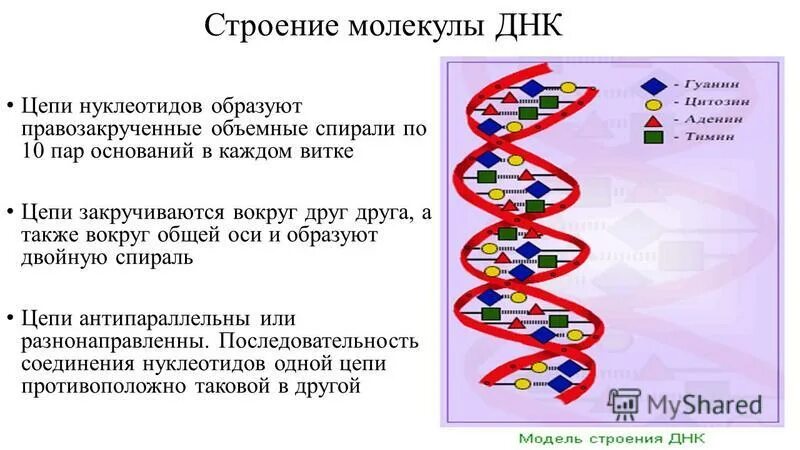 Выберите признаки молекулы днк. Строение ДНК. Строение молекулы ДНК. Молекулярная структура ДНК. Структура молекулы ДНК.