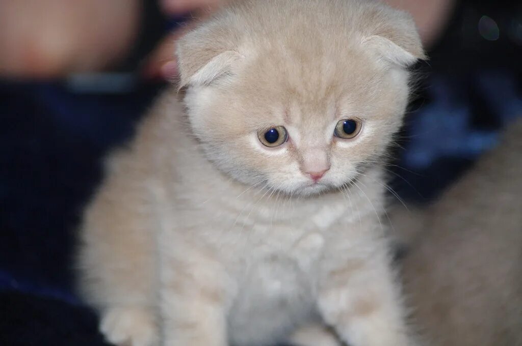 Котята скоттиш фолд маленькие. Вислоухие котята шотландцы. Манчкин кошка вислоухая. Манчкин скоттиш-фолд табби. Вислоухий британец.