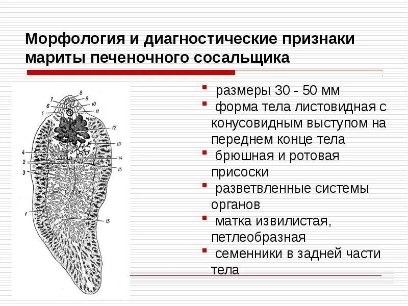 Печеночный сосальщик впр. Диагностические признаки Мариты печеночного сосальщика. Морфология и диагностические признаки Мариты печеночного сосальщика. Печеночный сосальщик строение. Диагностические признаки яйца печеночного сосальщика.