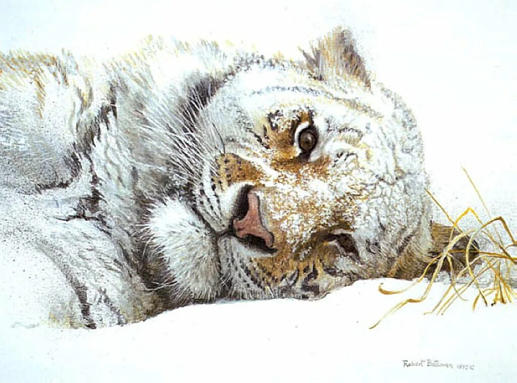 Художник животных как называется. Художник анималист robert bateman. robert bateman тигры. картины роберта бейтмана анимализм. роберт бейтман картины анималистика.