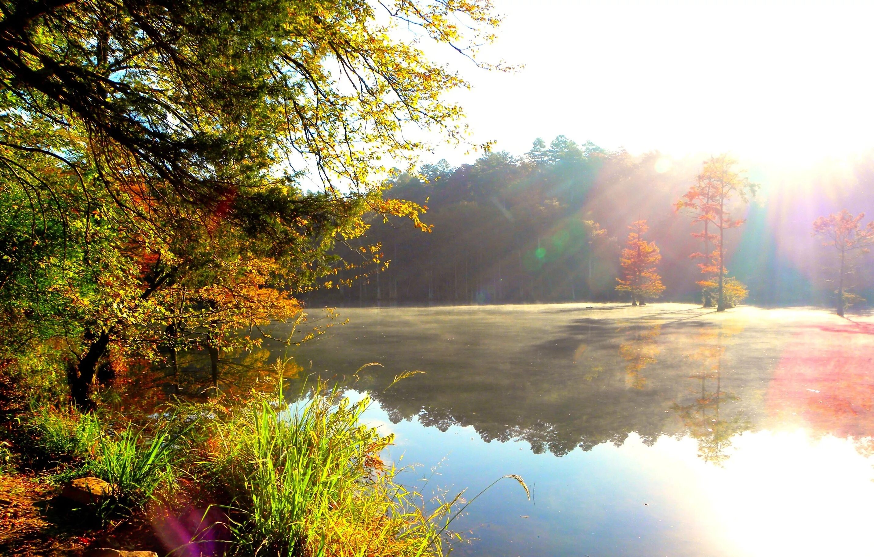 Лесное озеро Заболоцкий. Солнечный пейзаж. Утро природа. Река солнце.