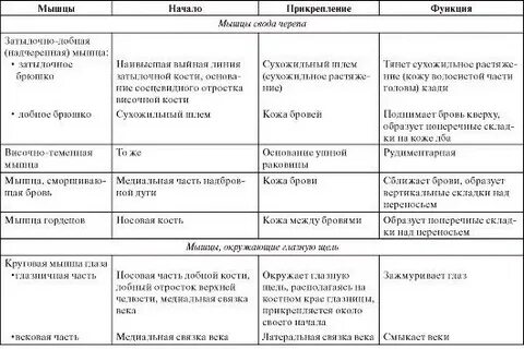 Мышцы таблица