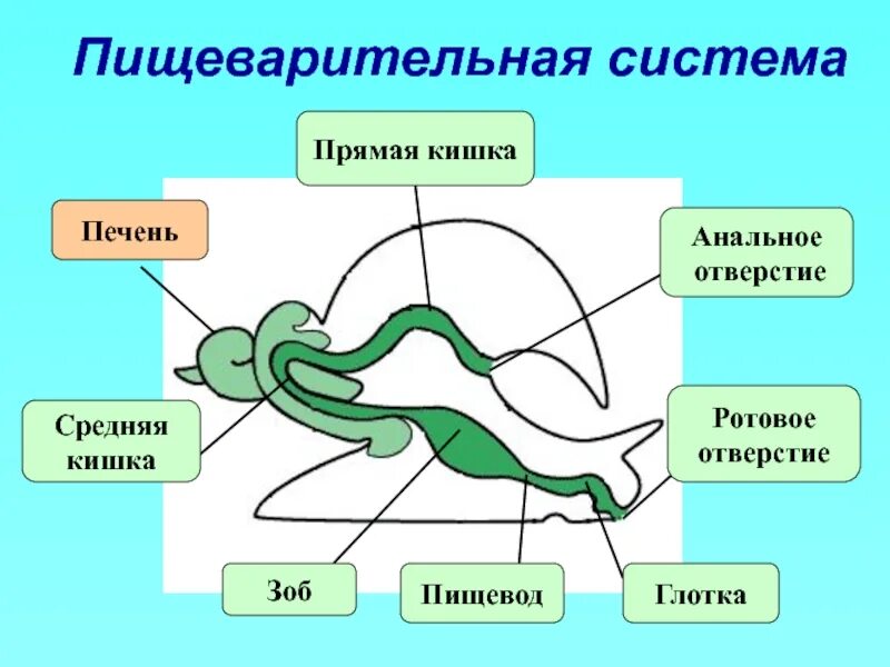 Значение пищеварительной системы моллюски. Пищеварительная система брюхоногих моллюсков схема. Пищеварительная система прудовика. Пищеварительная система виноградной улитки. Система органов брюхоногих моллюсков.