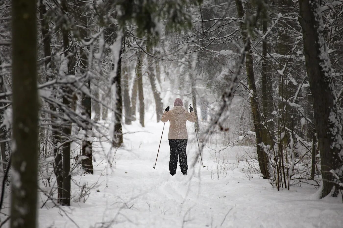 Никитич осторожно выглянул из чащи лыжни. Девушка на лыжах в лесу. Прогулка в зимнем лесу. Зимняя фотосессия в лесу. Человек в зимнем лесу.