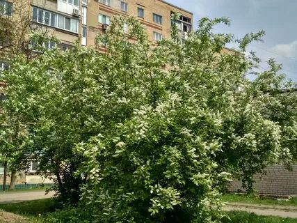 Антипка