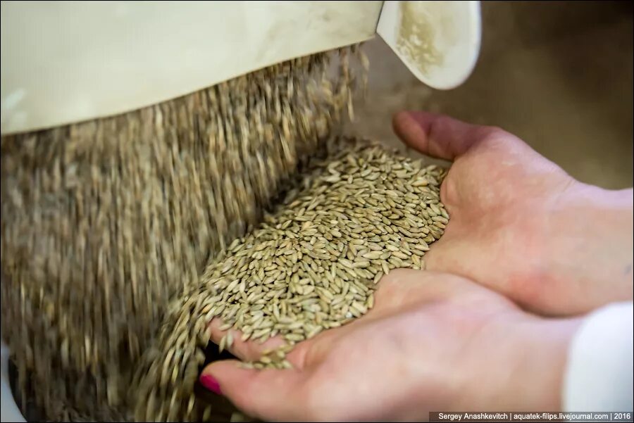 Очистка зерна. Просеивание пшеницы. Очистка зерна от примесей. Сепаратор шелухи. Очистка зерна от мякины и сора