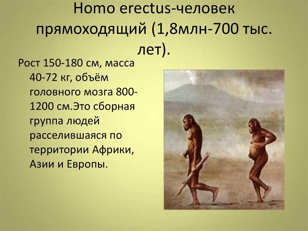 Человек прямоходящий. Человек прямоходящий Возраст. Человек прямоходящий масса мозга. Хомо Эректус объем мозга. Человек прямоходящий характеристика.