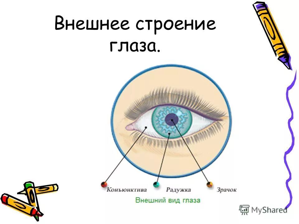 Тема урока глаз. Внешнеесстроение глаза. Внешнее строение глаза. Строение глаза для дошкольников. Наружное строение глаза.