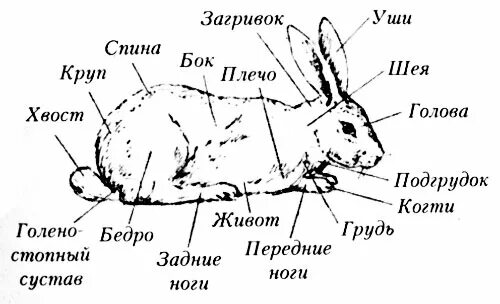 Отряд зайцеобразные строение. Строение тела зайцеобразных. Внешнее строение зайца беляка. Внутреннее строение зайца беляка. Тело зайца русака