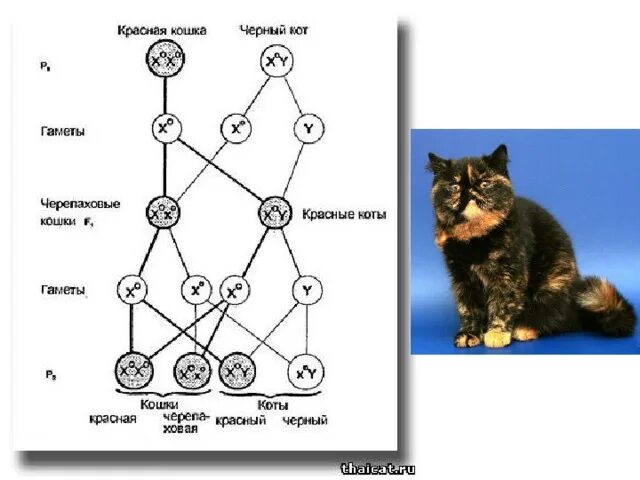 Черепаховая окраска кошек генетика. Наследование черепаховой окраски у кошек. Генотип черепаховой кошки. Черепаховый окрас у кошек генетика.
