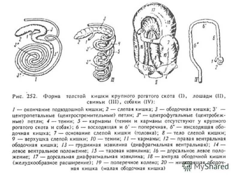 Слепая кишка у животных. Схема строения кишечника КРС. Топография тонкого отдела кишечника у КРС. Ободочная кишка анатомия животных. Строение тонкого кишечника анатомия животных.