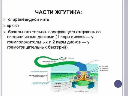 В состав жгутиков входит