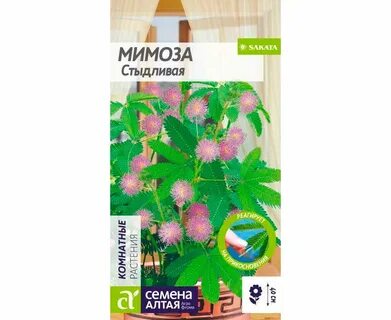 Мимоза стыдливая семена