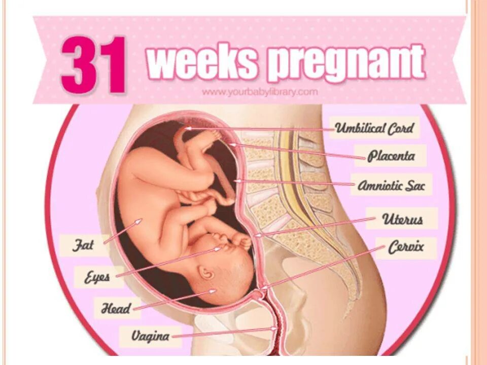 31 неделя размер. Ребёнок на 30 неделе беременности в животе. Положение ребенка в животе. Расположение ребенка на 31 неделе.