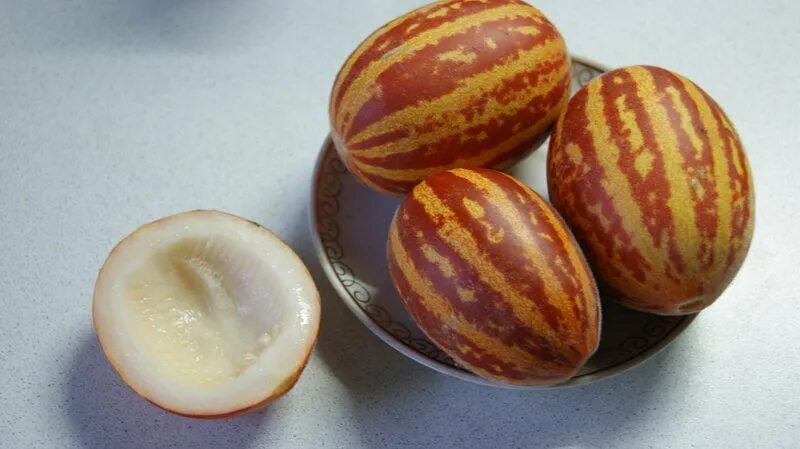 Подарок дедушки хо ши мина. Дыня подарок дедушки хошимина сады россии. Дыня подарок дедушки хошимина сады россии. Дыня подарок дедушки хошимина сады россии. Подарок дедушки хо ши мина.