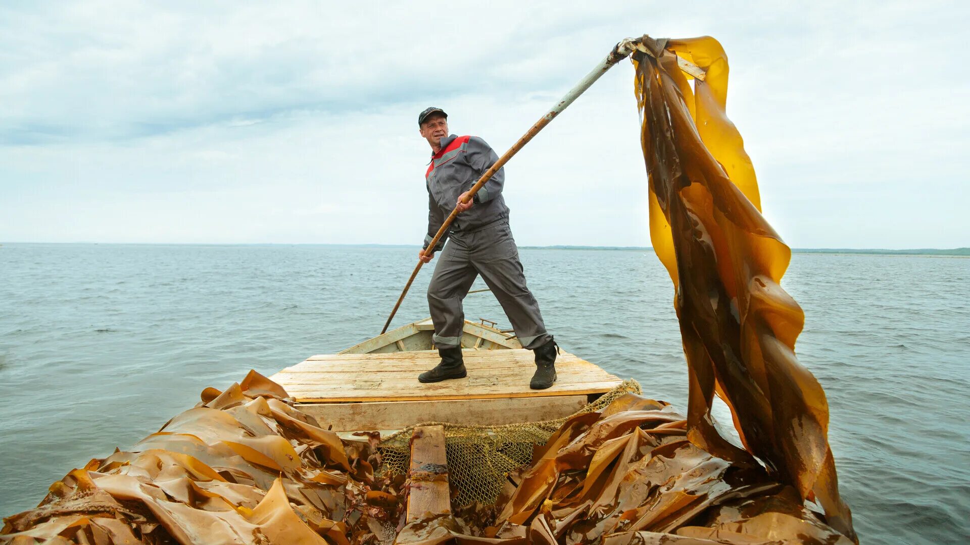 Сайт архангельских водорослей. Архангельский водорослевый комбинат. Добыча водорослей. Архангельские водоросли. Архангельские водоросли добыча.