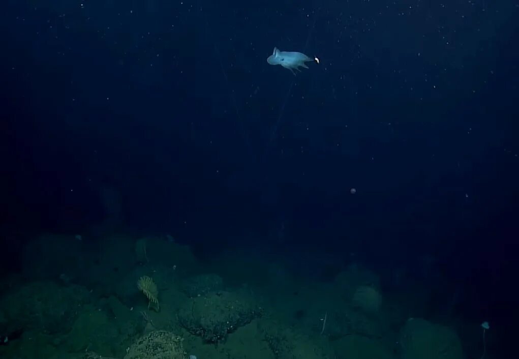 Глубоководное дно. Абиссальное дно океана. Большая глубина дно. Морское дно Глубоководье. Глубоководное дно океана