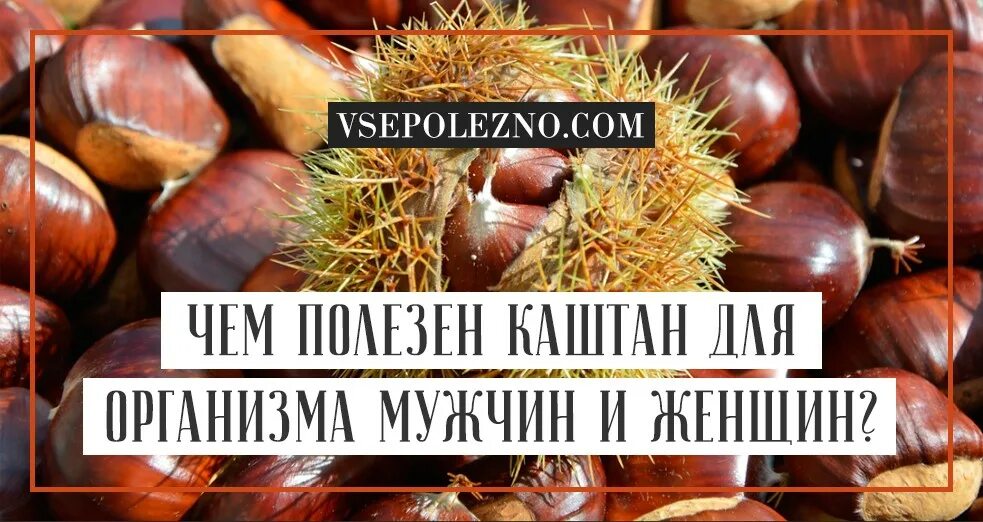 Каштановые орехи съедобные. Калорийность каштанов. Каштан энергетическая ценность. Каштан орех съедобный. Китайский орех.