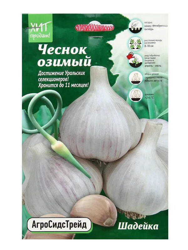 Чеснок шадейка описание сорта отзывы. Зимний чеснок. чеснок магазин. шадейка. шадейка чеснок описание отзывы.