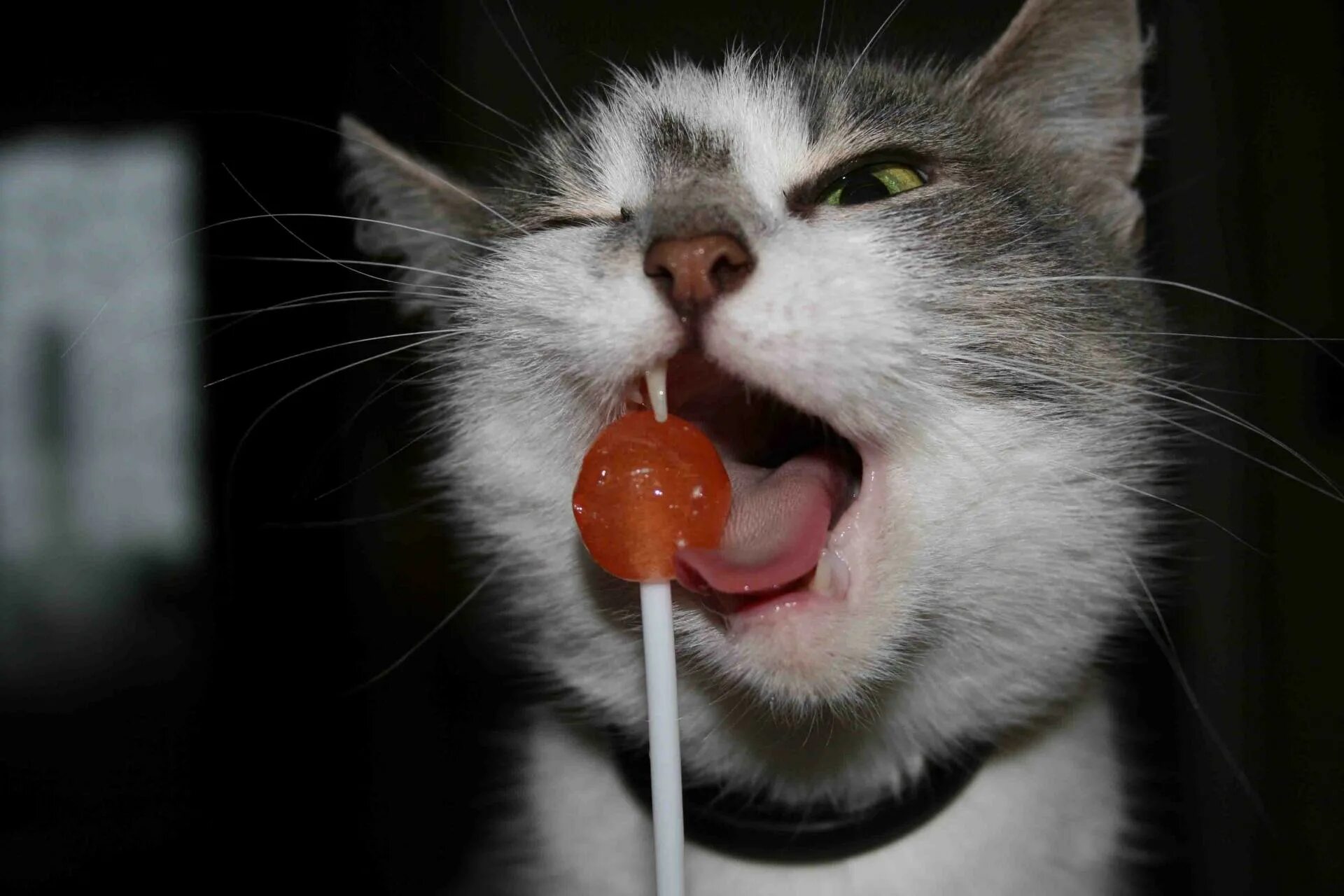 Кот облизывается. Кот Чупа Чупс. Кот ест конфеты. Котик с Чупа чупсом. Можно котам сладкое