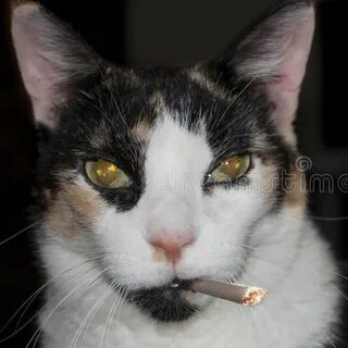 Коты курят сигареты