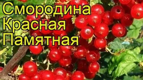 Смородина памятная