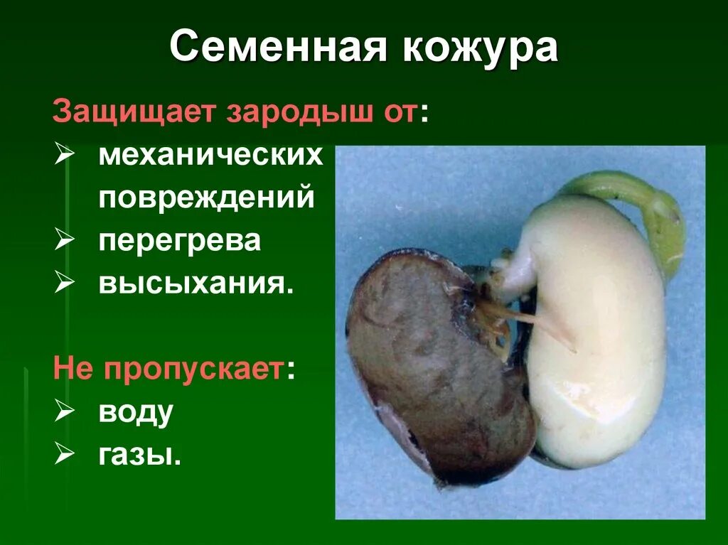 Часть кожуры семени. Семенная кожура. Семенная кожура и зародыш. Семенная кожура защищает от. Семенная кожура развивается из.