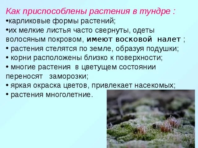 Ошибку для растительного покрова тундры характерно. Приспособленность растений в тундре. Приспособление растений к условиям тундры. Растения тундры. Адаптации растений в тундре.