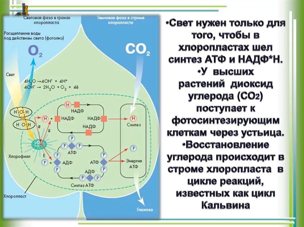 Кислород образовавшийся в световой фазе. Фотосинтез схема. Процессы происходящие в хлоропластах. Общая схема процесса фотосинтеза. Процесс фотосинтеза в хлоропластах схема.