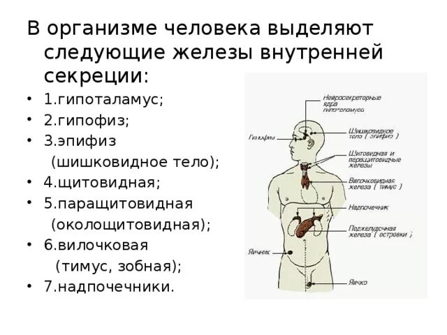 Перечислите функции железа. Функции эндокринная система железы внутренней секреции. Схема функций желез внутренней секреции. Гуморальная функция эндокринной системы. Эндокринная система железы таблица внутренней и внешней секреции.