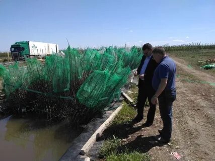 Фрукты старого крыма