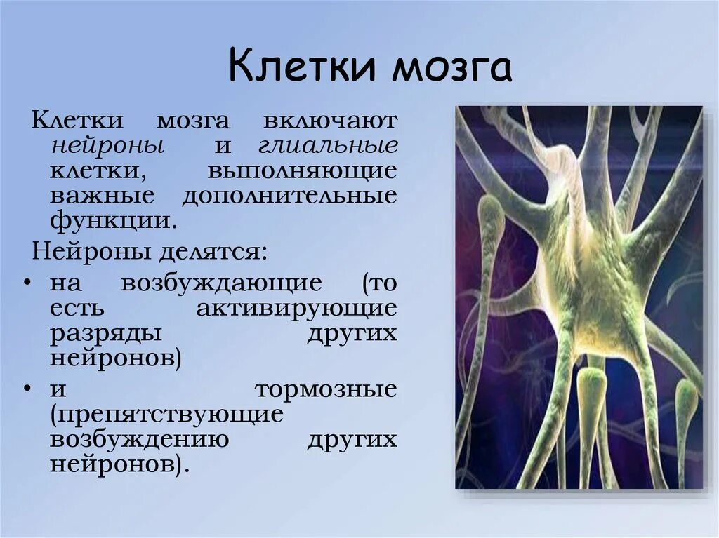 Клетки мозга человека состоят из. Клетки мозга. Название клеток головного мозга. Число нейронов в мозге человека. Кол-во нейронов в мозге человека.