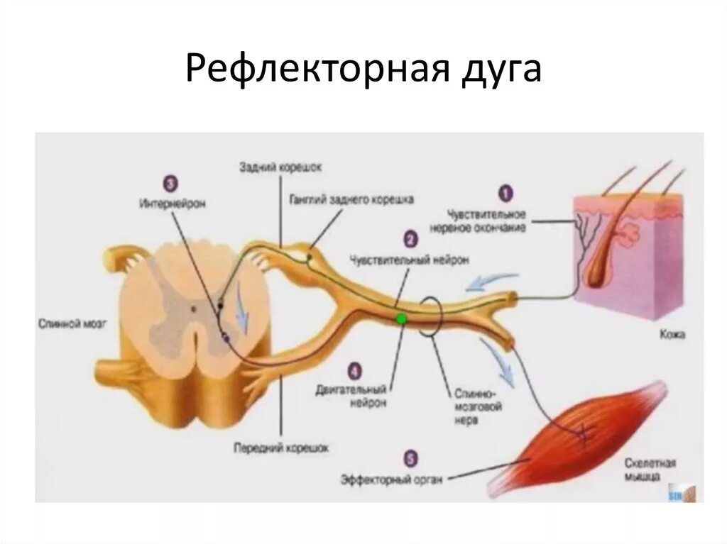 Строение рефлекторной дуги. Структурные элементы рефлекторной дуги. Элементы рефлекторной дуги биология. Строение рефлекторной дуги анатомия.