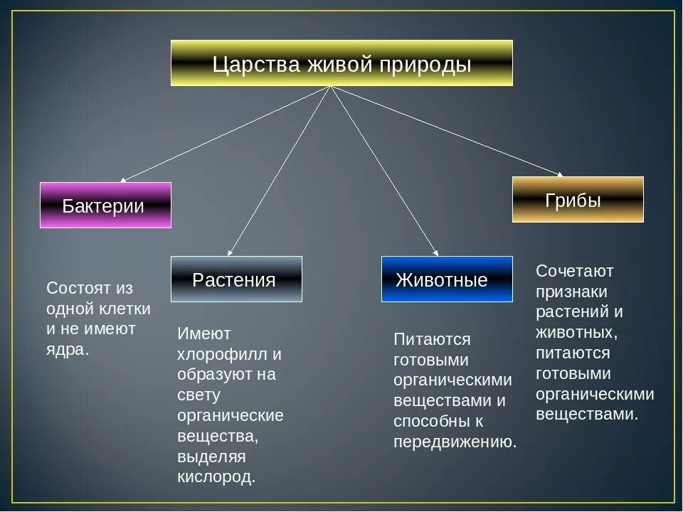 Делится на три основные группы. Царство животных царство растений царство грибов царство бактерий. Царство растений животных грибов бактерий вирусов. Представители царства бактерий 5 класс биология таблица. Царства живой природы 5 класс биология.