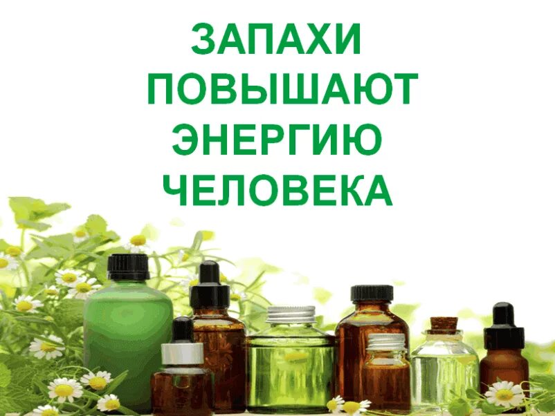 Овощи содержащие эфирные масла в повышенных количествах