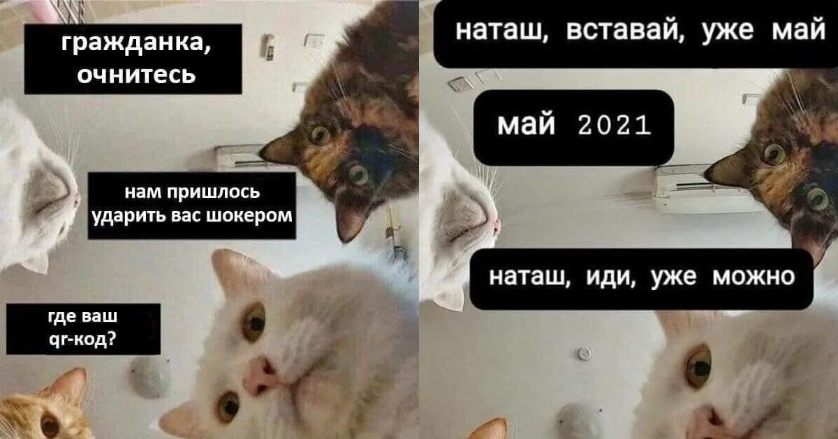 Мемы с котиками. Кот Мем. Мемы про котов. Мемы с котиками 2021.