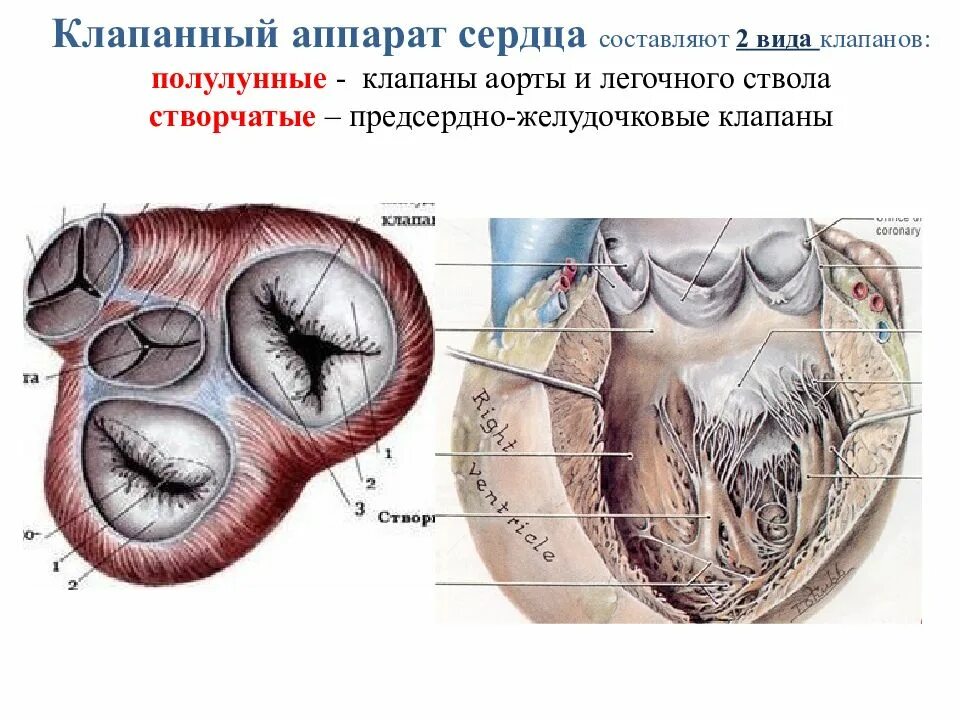 Строение клапанного аппарата сердца. Клапанный аппарат сердца. Клапаны аорты и легочного ствола. Клапан правого предсердно желудочкового отверстия