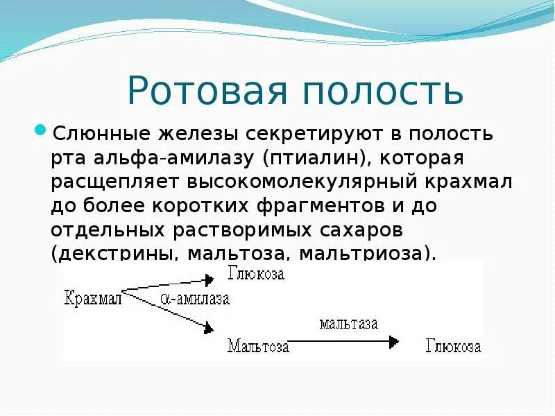 Слюна содержит ферменты которые расщепляют. Птиалин. Ферменты слюны птиалин. Амилаза мальтаза птиалин. Ротовая полость фермент птиалин.