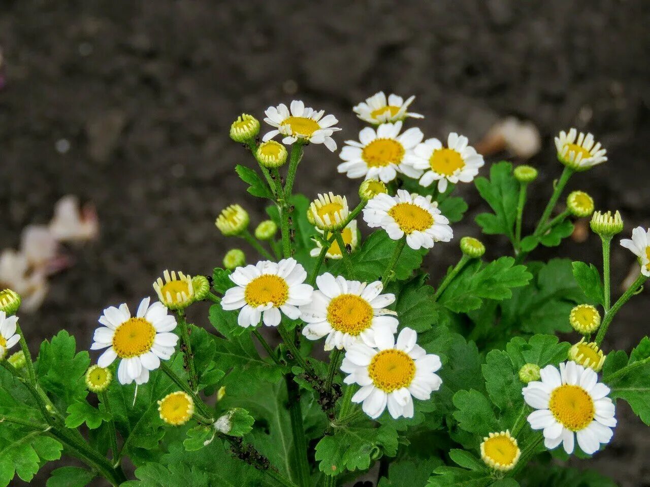 Пиретрум девичий. Пиретрум девичий (pyrethrum parthenium). Хризантема матрикария пиретрум. Девичий пиретрум посадка и уход. Матрикария пиретрум.