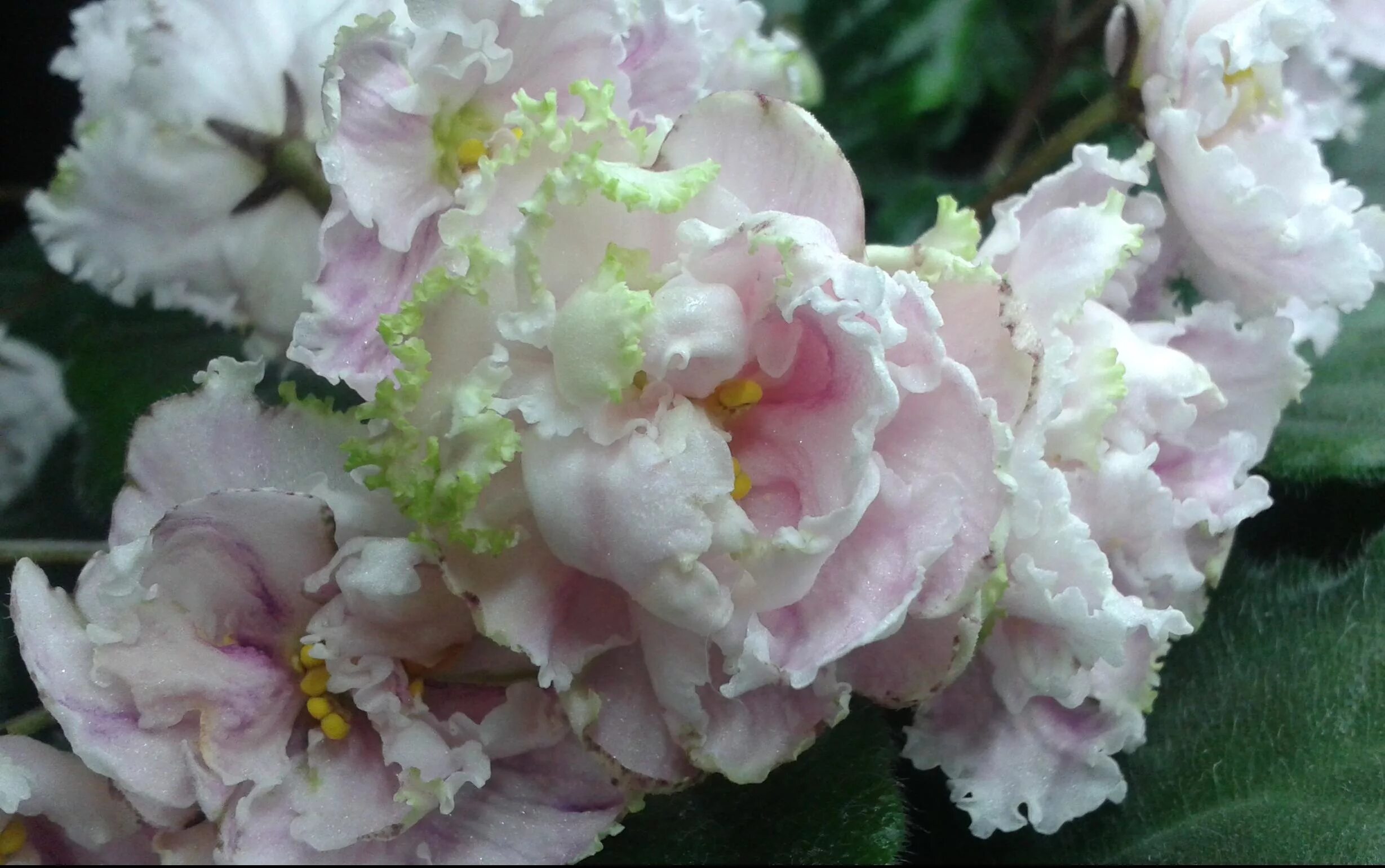 ле золотая хризантема спорт фиалка. фиалка злато скифов. фиалка ле золотая роскошь. фиалка сорт роскошь. фиалка золотая хризантема спорт.