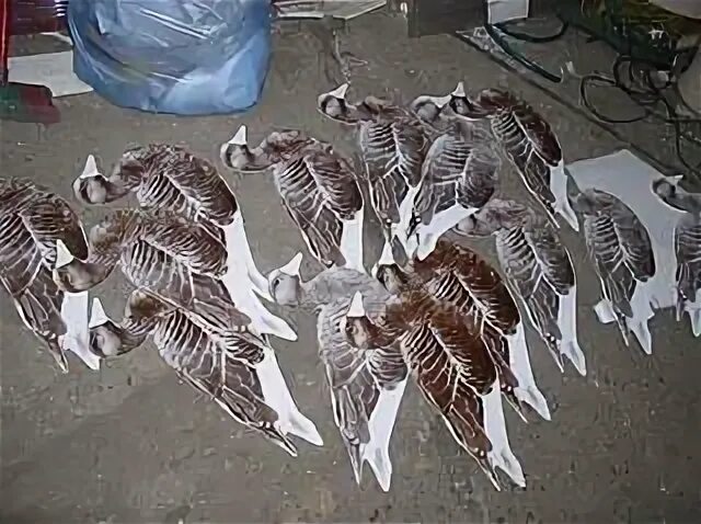 Гусиные профили