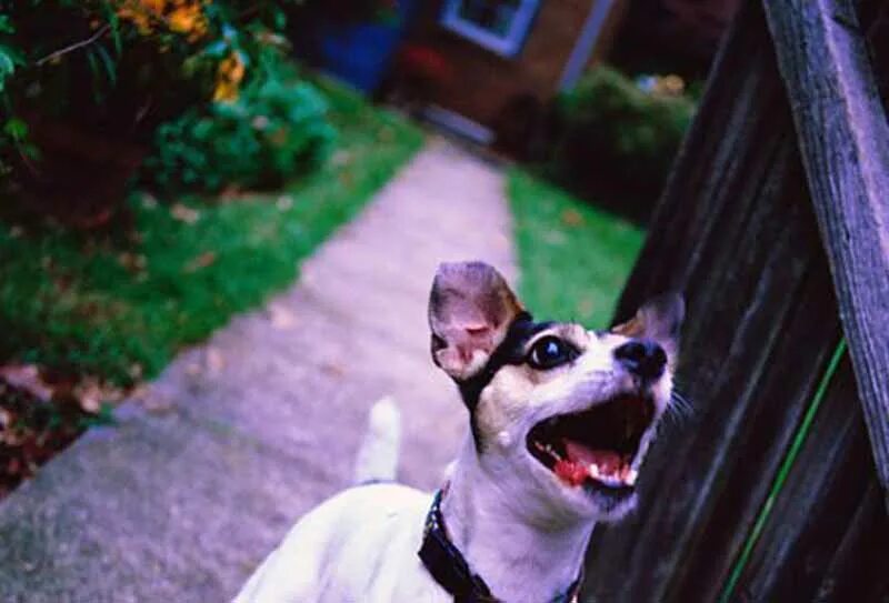 Собака гавкает. Мелкий лай. Маленькая собака лает. Лающая собака. Мелкий лай.