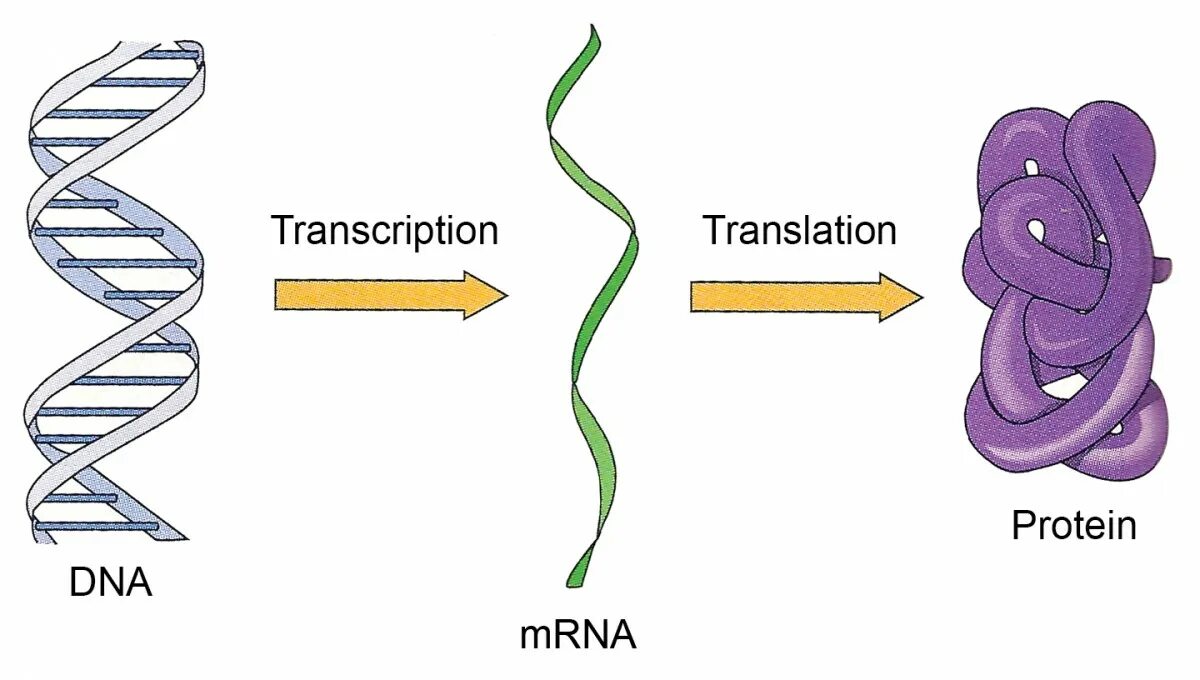 ДНК схема. Схема строения ДНК И РНК. Белки ДНК. Молекула ДНК схема.
