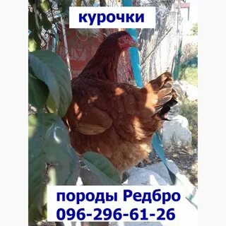 Редбро порода кур описание фото отзывы характеристики
