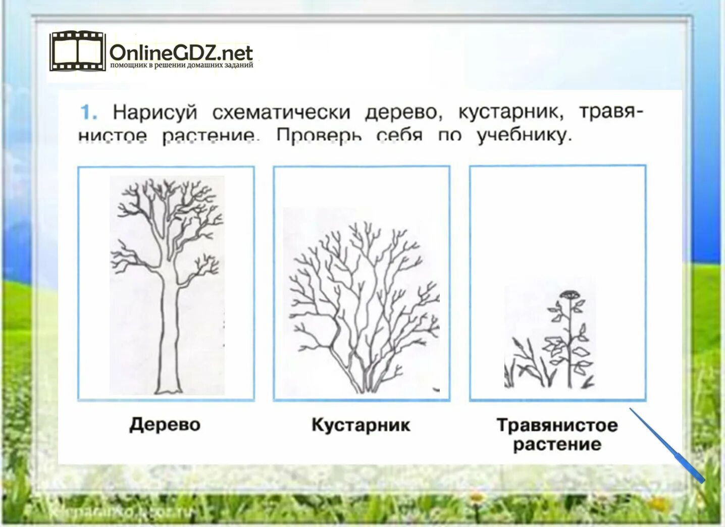 Тест деревья и кустарники 2 класс. Схема деревья кустарники травы. дерево кустарник травянистое растение. деревья кустарники травы задания. задания для детей про растения кустарники.