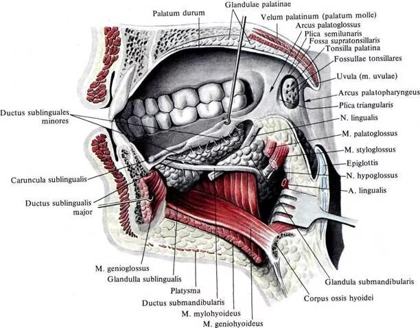 Отверстия полости рта. Ротовая полость анатомия латынь. Атлас строение ротовой полости. Ротовая полость анатомия атлас. Строение ротовой полости анатомия латынь.