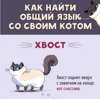 Как найти своего кота