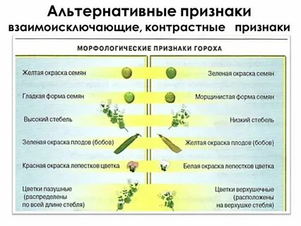 Признак проявляется в 1 поколении